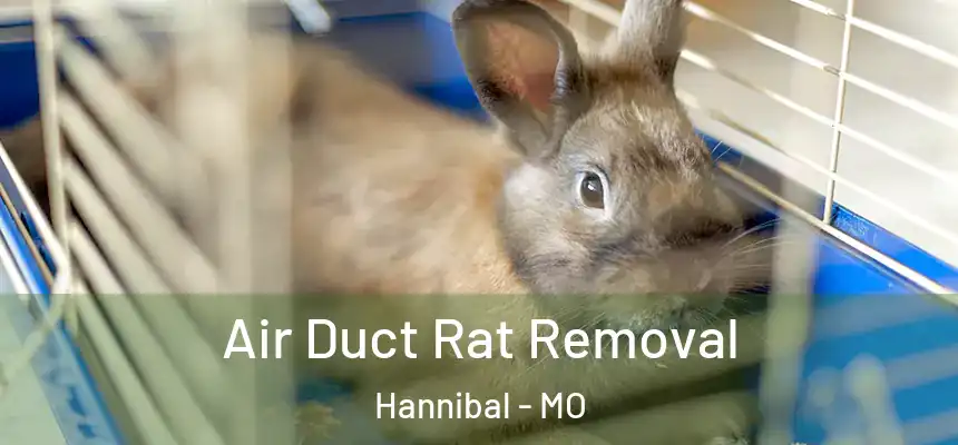  Air Duct Rat Removal Hannibal - MO